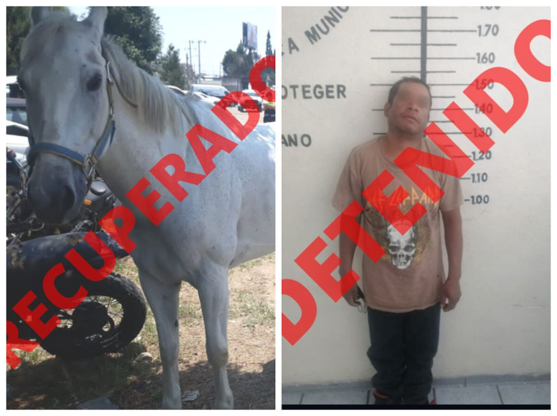 Policías de San Pedro Cholula recuperan caballo robado y detienen a un hombre