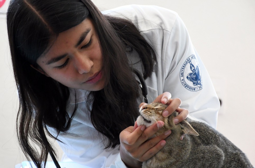 El Hospital Veterinario para Pequeñas Especies de la BUAP, semillero de egresados con experiencia y conocimientos especializados en la atención de mascotas